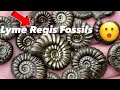 How to fossil hunt 🤔, tips and tricks! #fossilhunting#fossilhunter#jurassiccoast