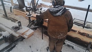 sawing some frozen spruce