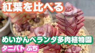 この差はなんだろう？紅葉がさめる前に見比べてみよう｜めいかんベランダ多肉植物園タニパトPetit