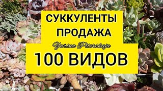 Суккуленты. Продажа -август . 100 видов.