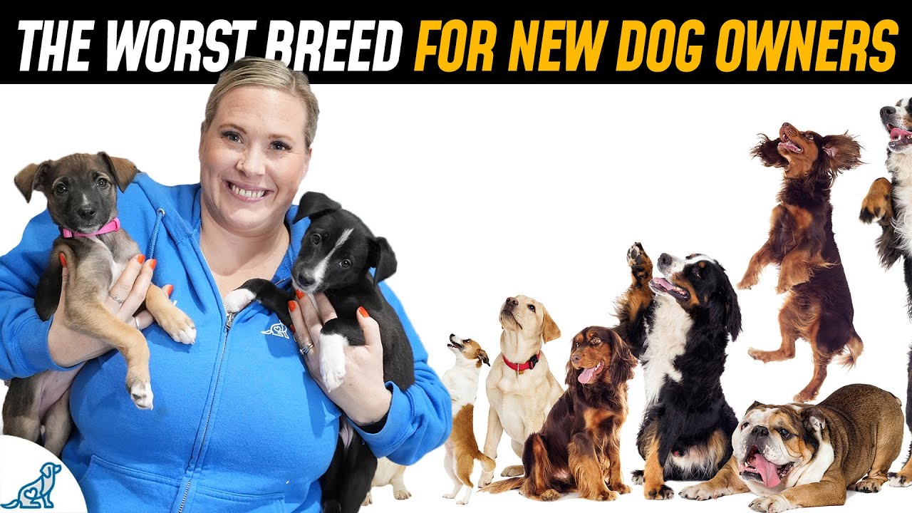 Top 10 Worst Dog Breeds For First Time Puppy Owners Ur Dog Store