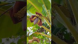 Banana flower to banana. വാഴ കുലച്ചു വരുന്ന കാഴ്ച