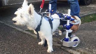 Mobility carts for dogs