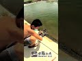 老少咸宜的釣龍膽石斑 shorts fishing short