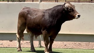 J\u0026J Cattle Co: Lot #422 Registered Braunvieh Bull