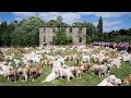 361 golden retrievers assemble in the Scottish Highlands