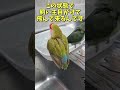 【悲鳴】水浴びインコの恐怖 shorts parakeet コザクラインコ