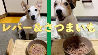 (犬のご飯)デビフさんのレバー＆さつまいもを食べたジャックラッセルテリアが可愛い😍