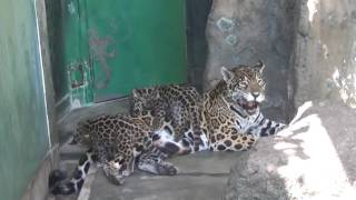 ジャガーの赤ちゃんとママ　Baby Jaguar and their mom