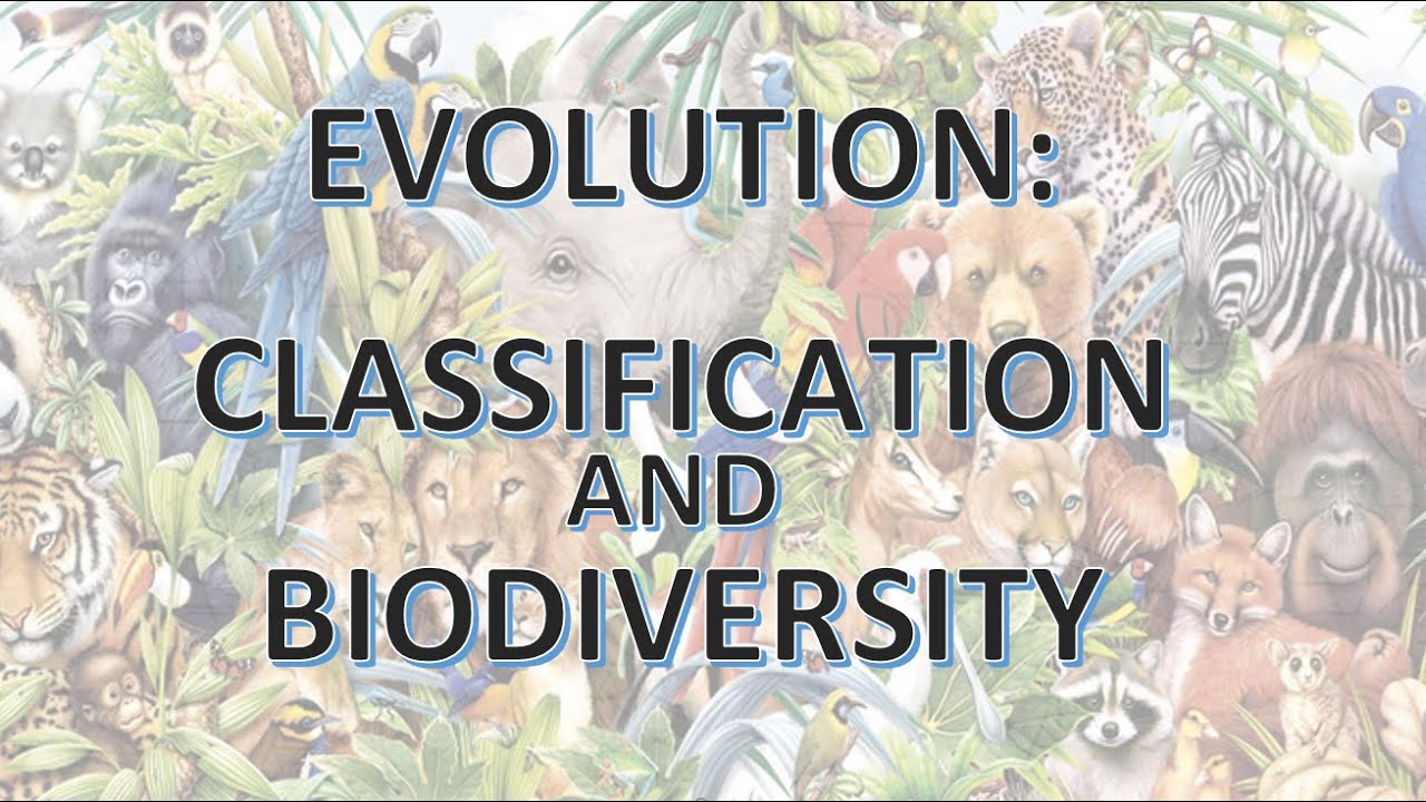 Evolution: Classification And Biodiversity [Biology Lesson] - YouTube