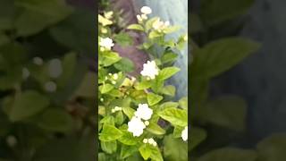 मोग्रा के फूलों से महक गया बगीचा🌿🌸#mograflowers #mograplant #ytshorts#shortvideo  #viralvideo#nature