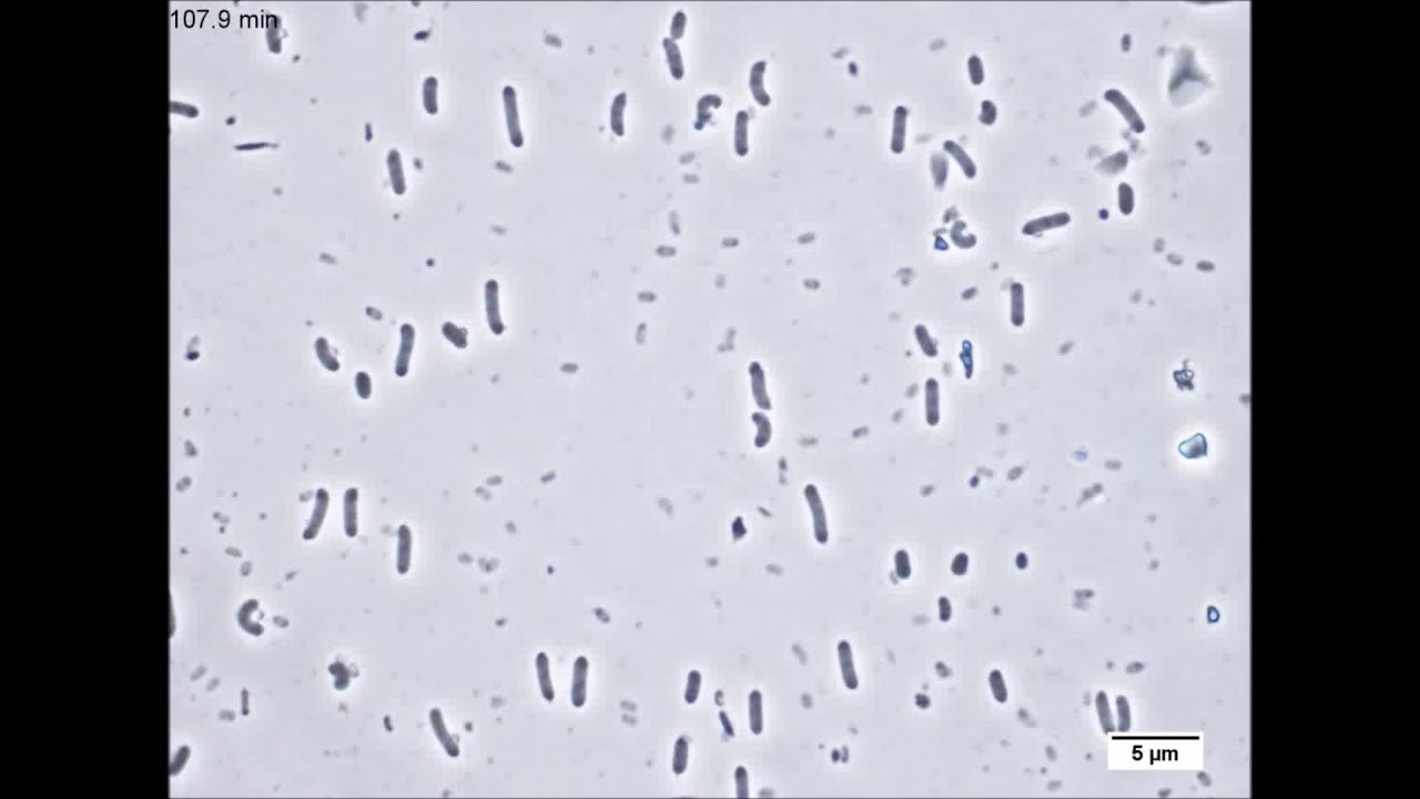 Bacillus Subtilis Shape