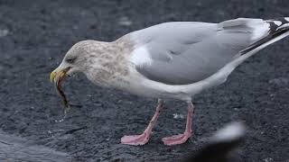 ♪鳥くん野鳥動画（千葉県銚子）カナダカモメAd連続渡来しいている個体20200216JO6A0052