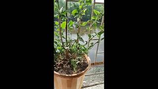 instant coffee fertilizer for plants growth