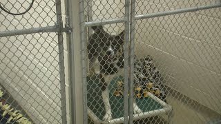 Plenty of dogs up for adoption in Portage County