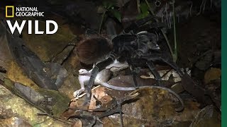 Giant Amazon Spider Preys on Opossum | Nat Geo Wild