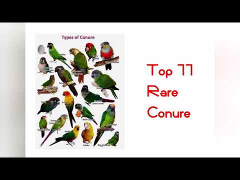 What is the rarest Conure?