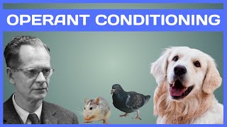Operant Conditioning in Dog Training Demystified