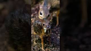 Chevrotain | The Mouse Deer