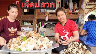 ได้เห็ดปลวกเยอะมาก./ล้างเห็ด ทีมไปหาเห็ดมาแล้ว.30/7/2023