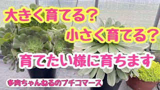 【多肉植物】アエオニウム ❣️大きく育てる❓小さく育てる❓育てたい様に育ちます😃2024.07.17