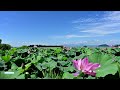 蓮の花が咲く光景　琵琶湖湖岸で見える風景