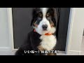 0歳3ヶ月半の大型犬！はじめてのお試し散歩でフリーズしまくる！？