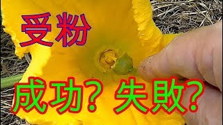 #42 【カボチャ栽培】 家庭菜園　カボチャの受粉で沢山の実を付けて　【無農薬　自給自足】熊本