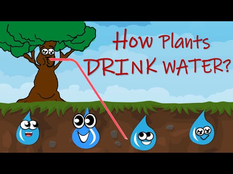 What is the name of the process by which water carries materials from the upper horizon down to the lower level?