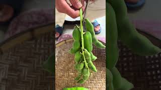 Wow Amazing Cutting skills #shorts #youtubeshorts #agriculture #farming