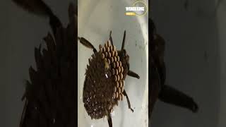 Dangerous Bugs For Humans (Giant Water Bug).