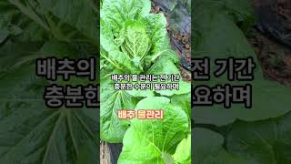 배추 재배의 핵심 3가지, 속이 꽉차고 무르지 않는 배추 재배하기