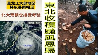 【抖音TikTok】【搞笑】東北遭遇超強颱風巴威、美莎克和海神三連擊，導致山上蘑菇大豐收，今年春節小雞炖蘑菇可勁造。