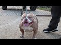 mo kennel micro american bully ch. tamba sire to maserati comes to visit