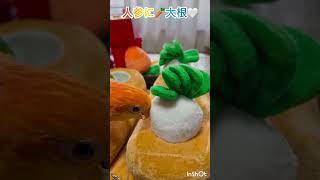 シロハラインコ華ちゃん🐥（大収穫だぁ〜🥕🙌）