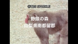 【TBSスパークル】野猿の森 山梨県南都留郡 Wild Monkey Forest Minamitsuru District, Yamanashi