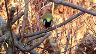 Széncinke (Great Tit feeding)