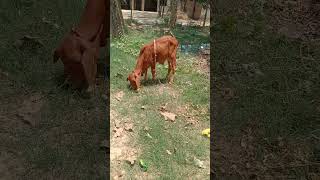 pure sahiwal breed calf son of baif bull.#sahiwalbull