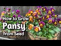 How to Grow Pansy from Seed in Pots or Containers 🌸