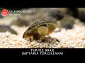 Septaria porcellana. The FASCINATING Turtle Snail (Leopard Aquatic W008A)