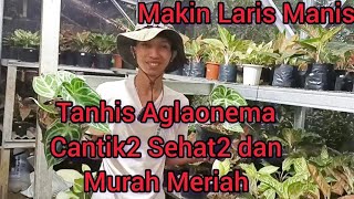 MAKIN LARIS MANIS ‼️DISINI TANHISNYA CANTIK2 SEHAT2 DAN MURAH MERIAH