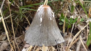 Навозник смолистый (Coprinopsis picacea)