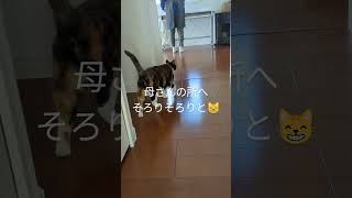 うちの娘（わからなかったでしょ😽😽）フウちゃん😸気づかれているから😽