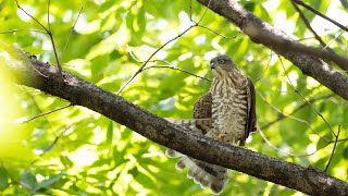 Japanese sparrowhawk ツミ 捕食