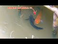 REJEKI NOMPLOK..!! Dapat Ikan Channa Mahal Ditempat Ini || Penangkapan Ikan Channa Limbata