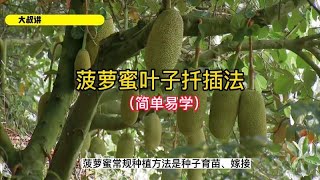 简单不敢相信！叶子也可以培育株苗！菠萝蜜叶子扦插法！