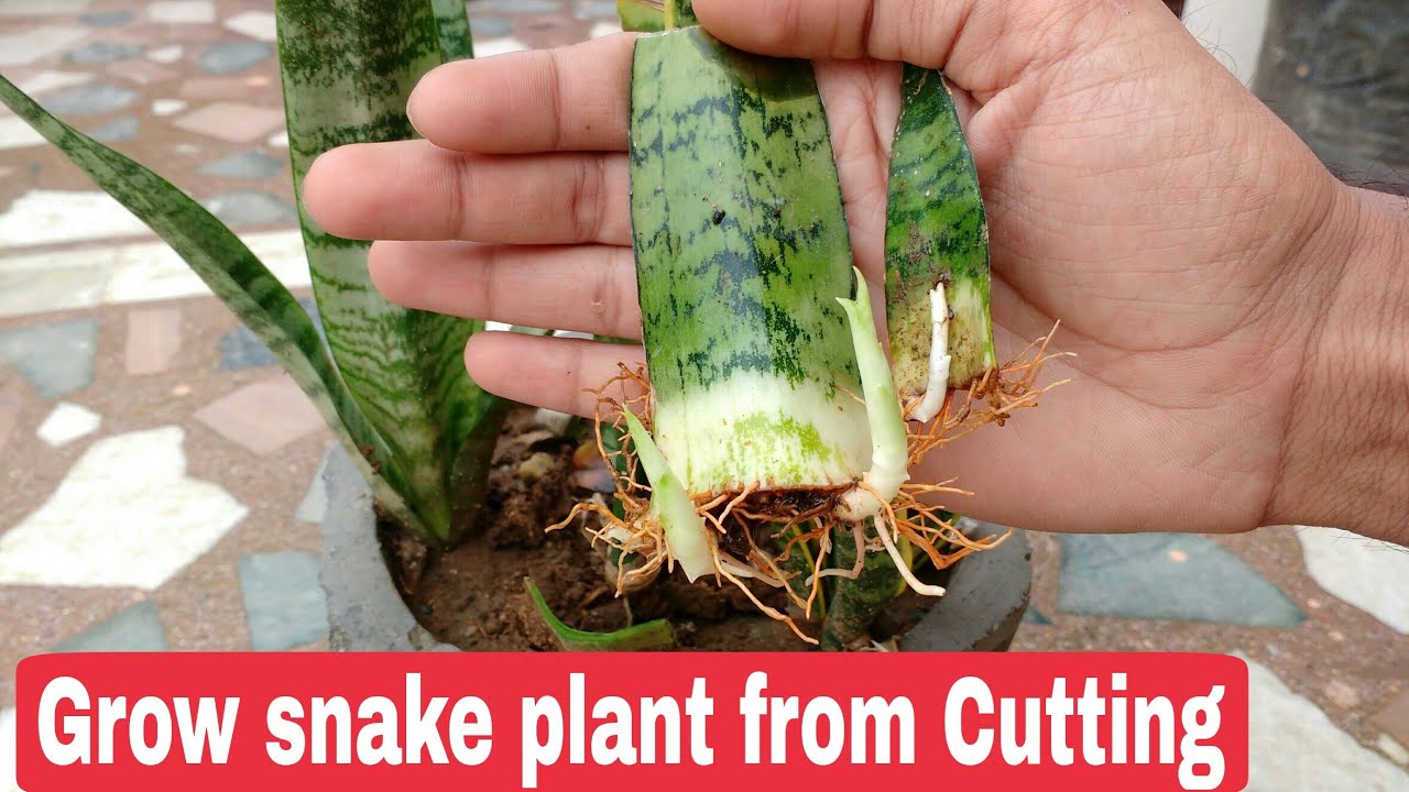 Grow Snake Plant From Cutting, Propagate Snake Plant From Leaf Cutting ...