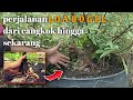 BAHAN BONSAI LOA /FICUS RACEMOSA UPDATE DAN PERAWATANNYA DI GROUND@gedebalifarm