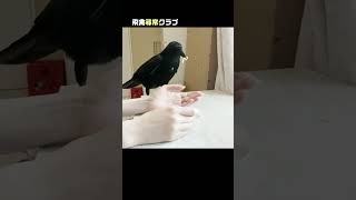 カラスにうどんを与えてみたら？　#shorts  #カラス #crow #ペット #birds