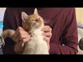 1 Hour  ASMR  Cats Purring for Relaxation and Deep Sleep